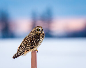 Your Short-eared owll sitting on a post in the winter.