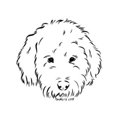 Labradoodle Mix dog - vector isolated illustration on white background