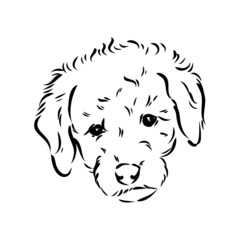 Labradoodle Mix dog - vector isolated illustration on white background