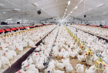 Indoors chicken farm, chicken feeding - obrazy, fototapety, plakaty