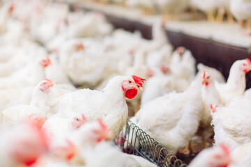 Indoors chicken farm, chicken feeding