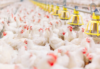 Fototapeta na wymiar Indoors chicken farm, chicken feeding