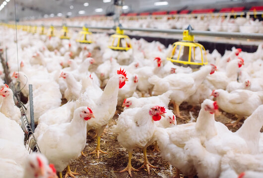 Indoors chicken farm, chicken feeding