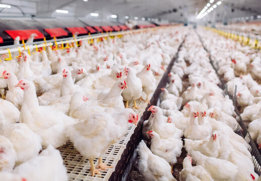 Indoors chicken farm, chicken feeding