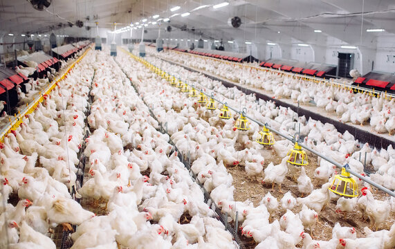 Indoors chicken farm, chicken feeding