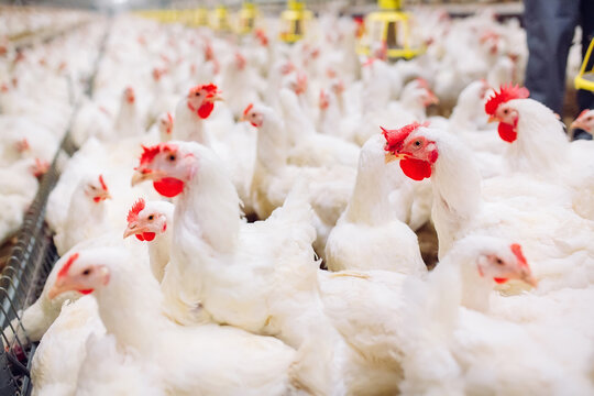 Indoors chicken farm, chicken feeding