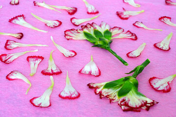 Pressed carnation flower petals in pink and white