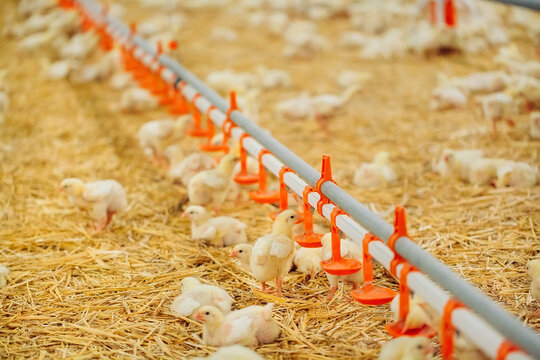 Indoors chicken farm, chicken feeding