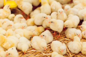 Obraz na płótnie Canvas Indoors chicken farm, chicken feeding