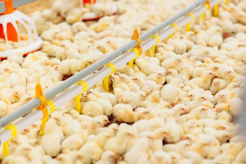 Indoors chicken farm, chicken feeding