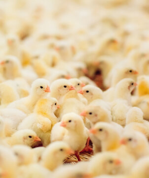 Indoors chicken farm, chicken feeding