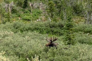 Large Bull Moose Pops Head Up in Willow Bush