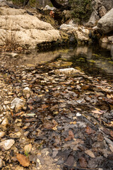 Leaves Cover The Water At Smith Spring