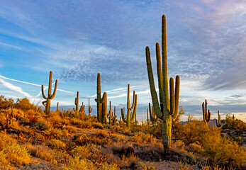 Saguaro Cactus On A Hill At Dusk Time In Scottsdale, AZ.