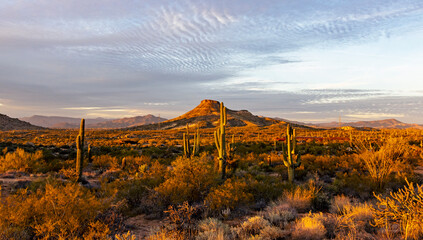 Dusk Time At Browns Ranch Desert Preserve  In North Scottsdale, AZ