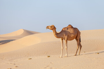 Middle eastern camel in a desert in United Arab Emirates