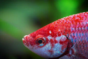 Siamese fighting fish, Betta splendens commonly known as the betta, is a freshwater fish in the...