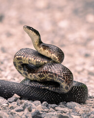 close up of a snake