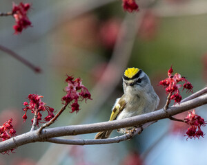 Golden crowned kinglet sitting in a tree with red leaves