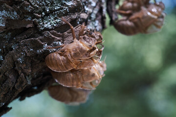 Molts of skin of insects of the species cicadidae or cigarra attached to a log