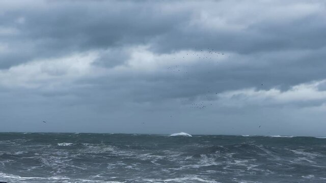 Flock Migration Over Stormy Sea