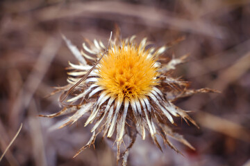 Dry yellow fluffy thistle flower.