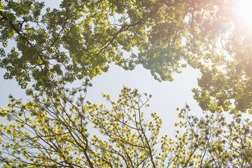 View up through the oak branches to the blue summer sky with clouds. Blue sky and trees, fresh green season