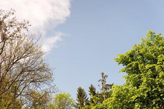 Fresh green trees and blue sky and clouds. View from the ground. Green trees and panoramic sky. Stock photo