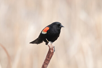 A male redwing blackbird sits on dry cattail reeds