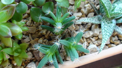 planta flor suculenta