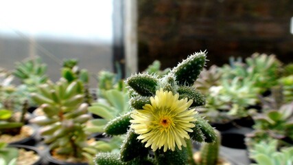 planta flor suculenta