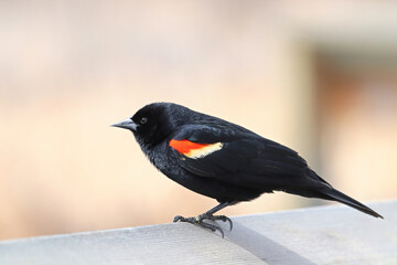 A male red winged blackbird sits on a boardwalk rail