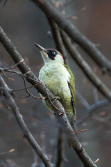 spotted woodpecker