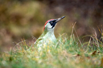 black capped kingfisher