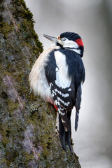 red billed hornbill