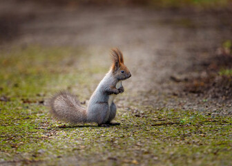 squirrel eating nut