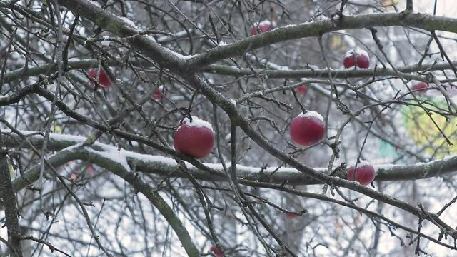 Snow falls on winter apples on the branches.