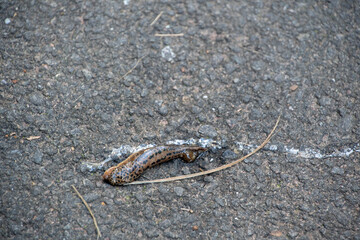 Landscape of Limax maximus on asphalt in Kaiserslautern Germany