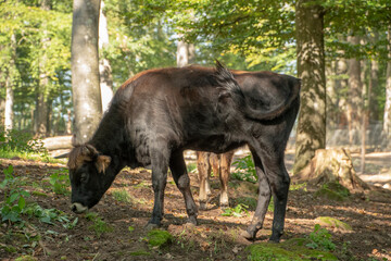 Obraz na płótnie Canvas Landscape of black bull in Wildpark in Kaiserslautern Germany
