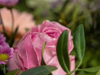Beautiful pink rose in bloom.