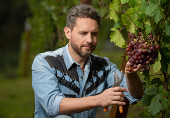 farmer cut grapevine. vinedresser cutting grapes bunch. male vineyard owner.