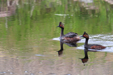 Two eared grebes swimming in green reflective water
