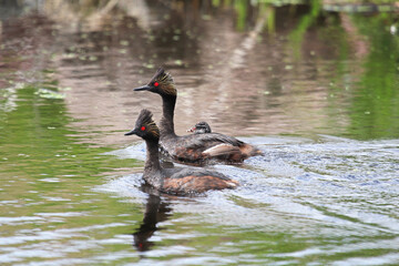 A family of eared grebe swiming along the shore