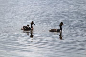 silhouette of a family of eared grebes in water