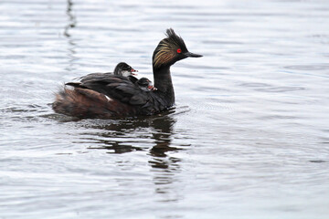 An eared grebe with two chicks on its back