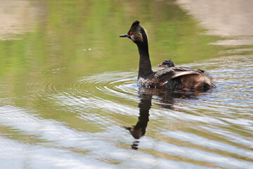 An eared grebe with chick swimming away