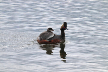 An immature grebe climbing on the back of an adult