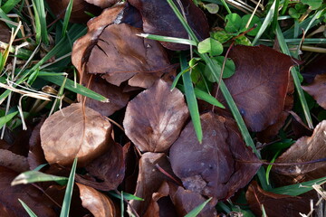 Dry Brown Leaves on the Ground