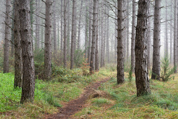 Fototapeta premium Path in pine forest with fog