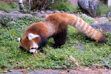 Red panda eating green grass